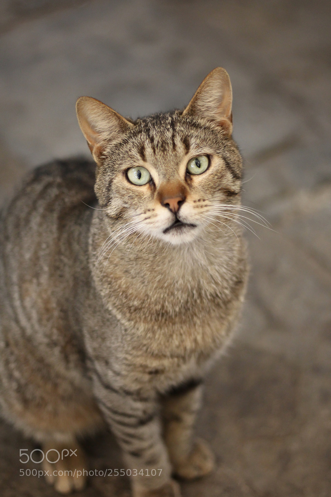 Canon EOS 700D (EOS Rebel T5i / EOS Kiss X7i) sample photo. What else do you photography
