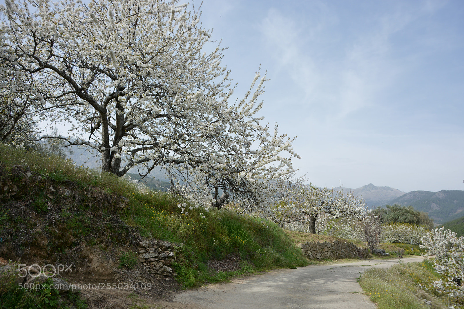 Nikon D7100 sample photo. Cerezos en el hornillo photography