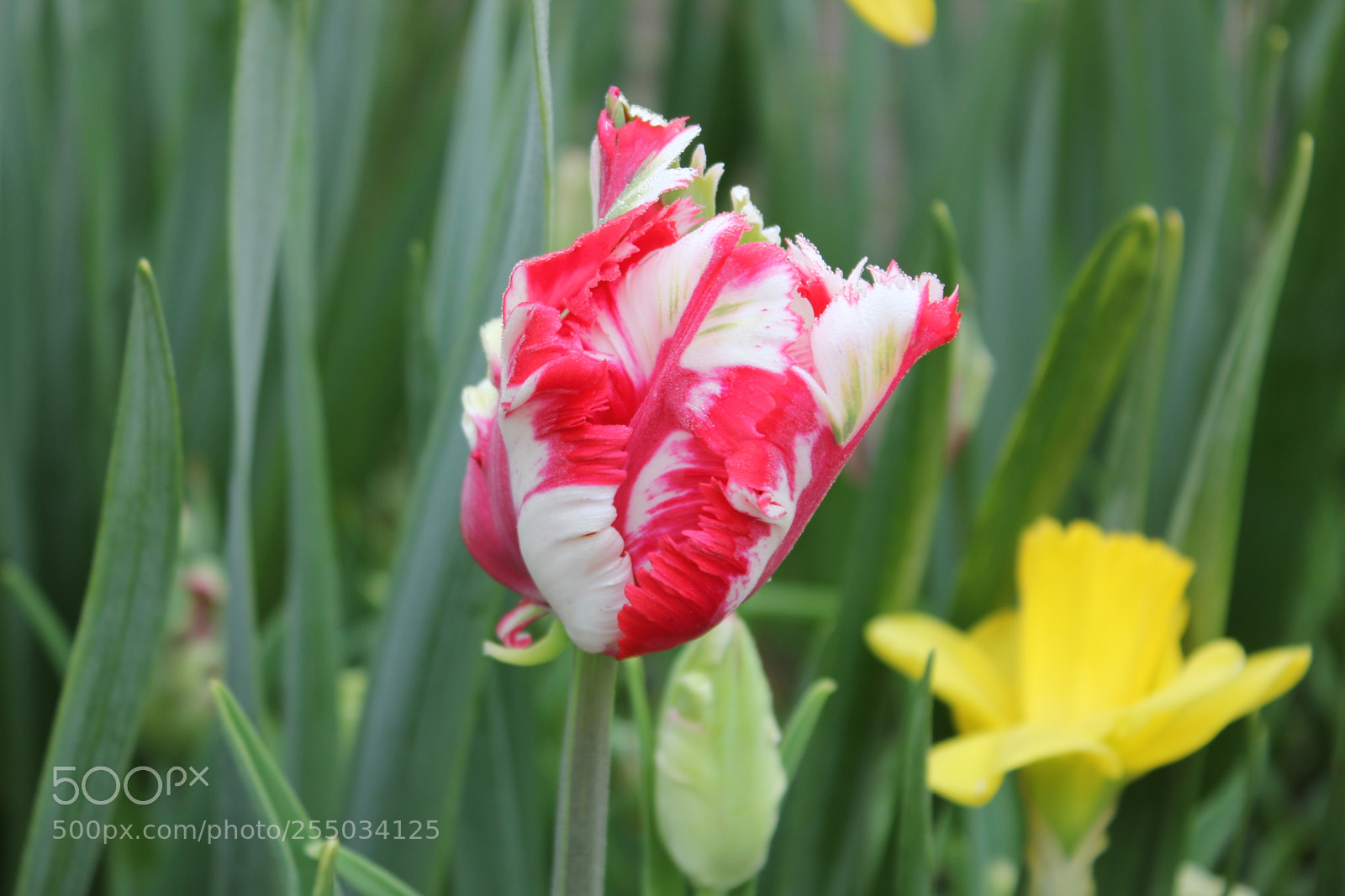 Canon EOS 550D (EOS Rebel T2i / EOS Kiss X4) sample photo. Tulips edward's gardens, toronto photography