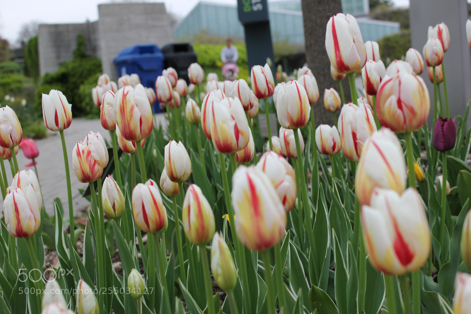 Canon EOS 550D (EOS Rebel T2i / EOS Kiss X4) sample photo. Tulips edward's gardens, toronto photography