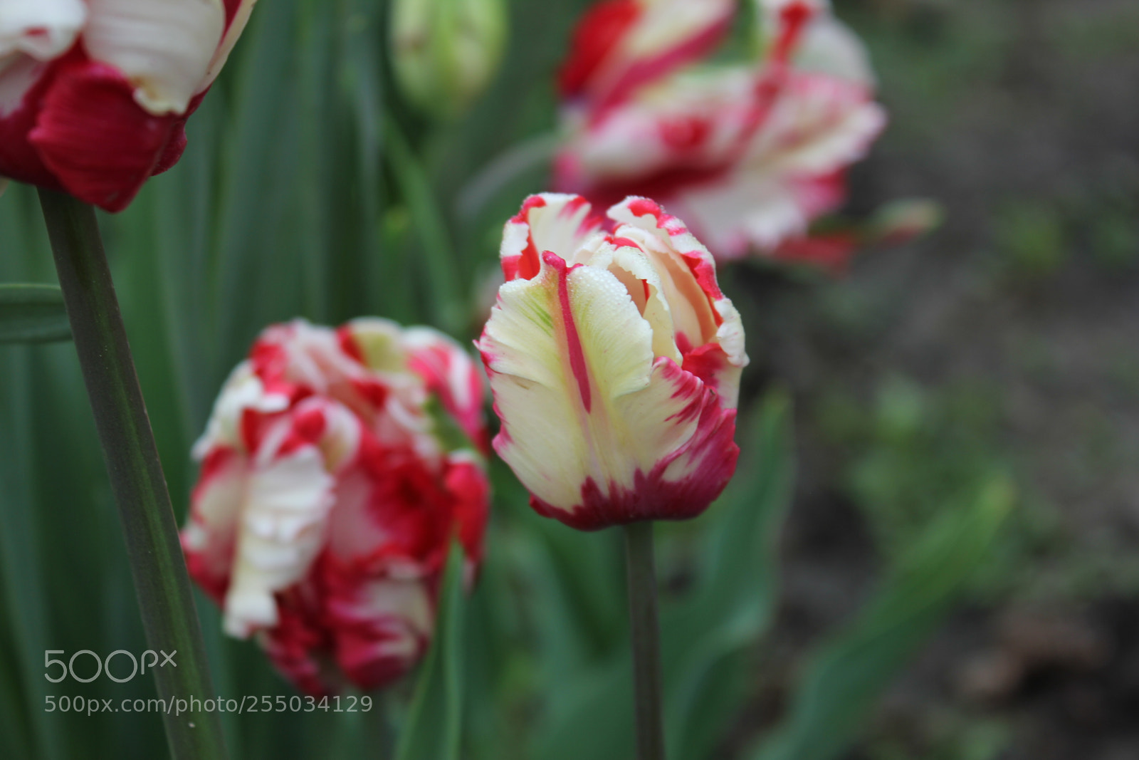 Canon EOS 550D (EOS Rebel T2i / EOS Kiss X4) sample photo. Tulips edward's gardens, toronto photography