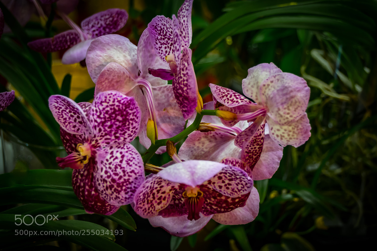 Nikon D3300 sample photo. Orchidaceae photography