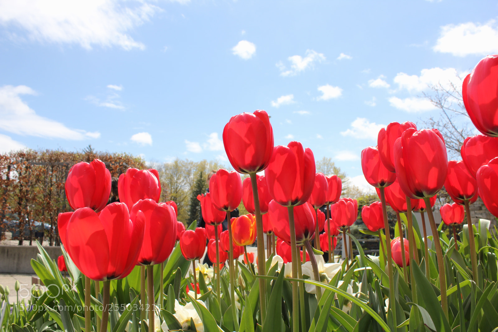 Canon EOS 550D (EOS Rebel T2i / EOS Kiss X4) sample photo. Tulips edward's gardens, toronto photography