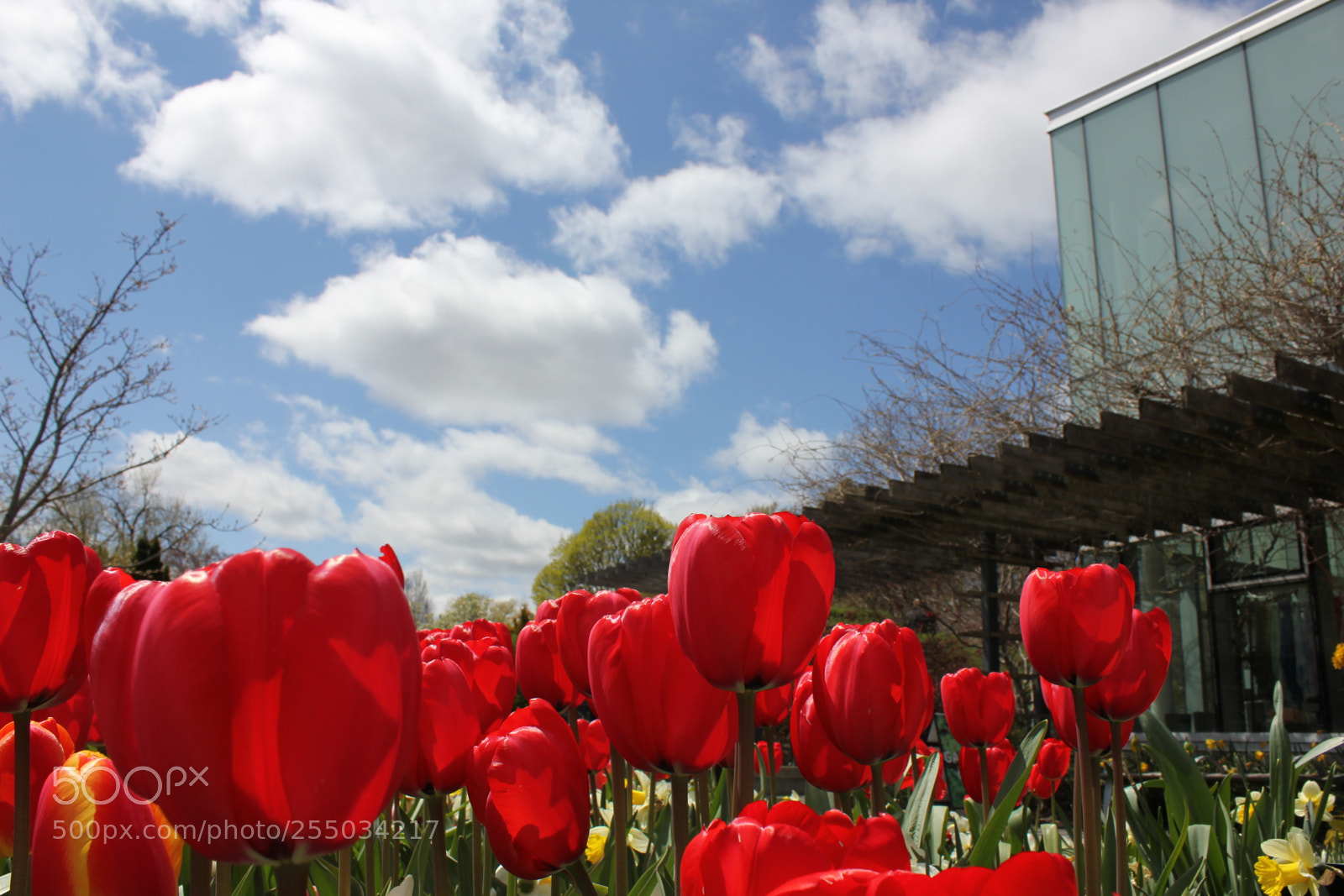 Canon EOS 550D (EOS Rebel T2i / EOS Kiss X4) sample photo. Tulips edward's gardens, toronto photography
