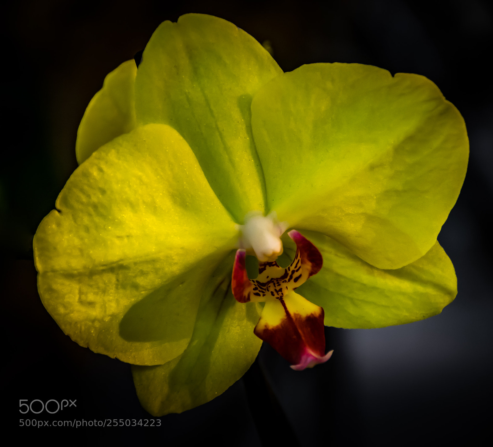 Nikon D3300 sample photo. Orchidaceae photography