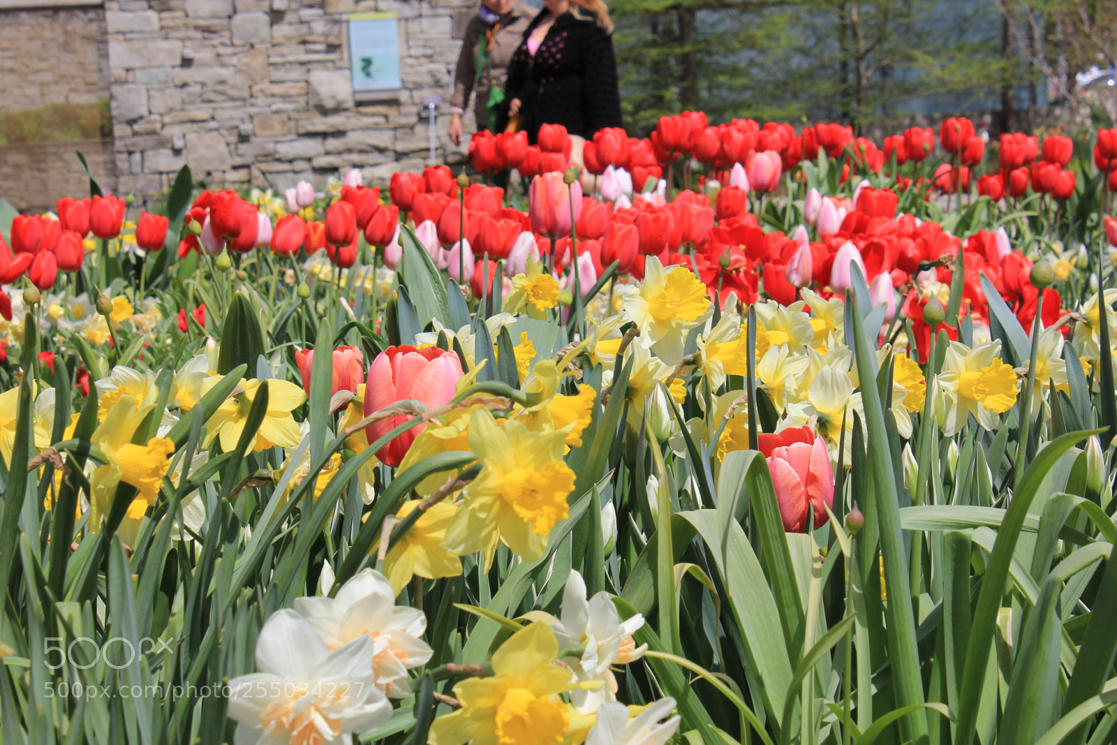 Canon EOS 550D (EOS Rebel T2i / EOS Kiss X4) sample photo. Tulips edward's gardens, toronto photography