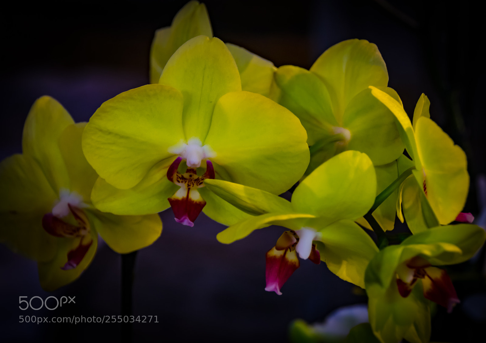 Nikon D3300 sample photo. Orchidaceae photography