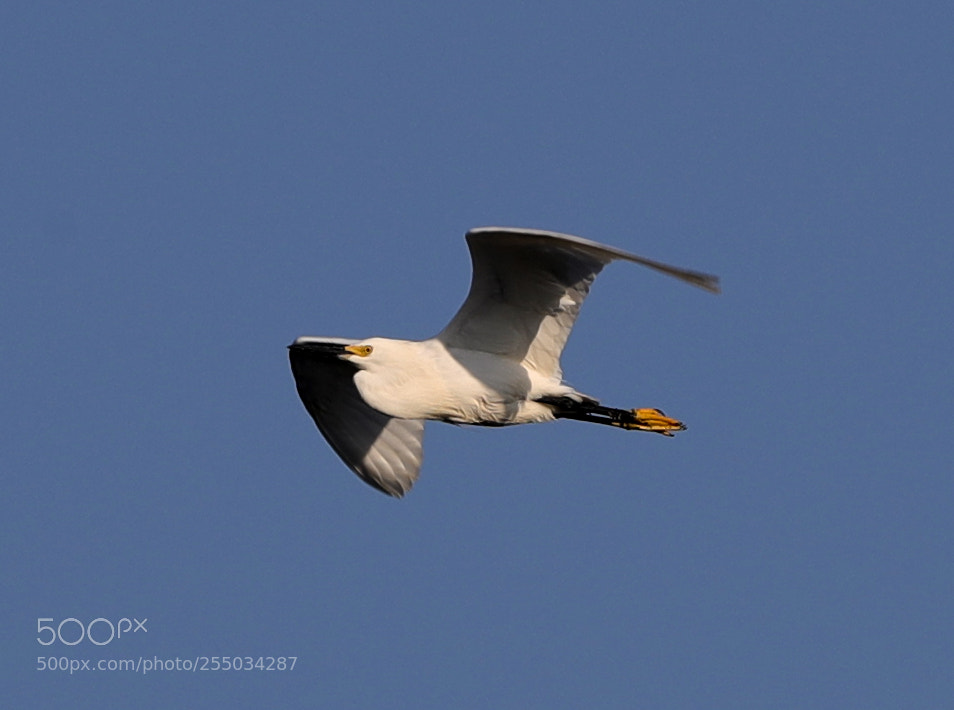Canon EOS-1D X Mark II sample photo. 04-24-18-0014306.jpg photography