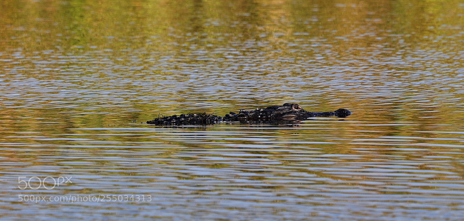Canon EOS-1D X Mark II sample photo. 04-24-18-0014302.jpg photography