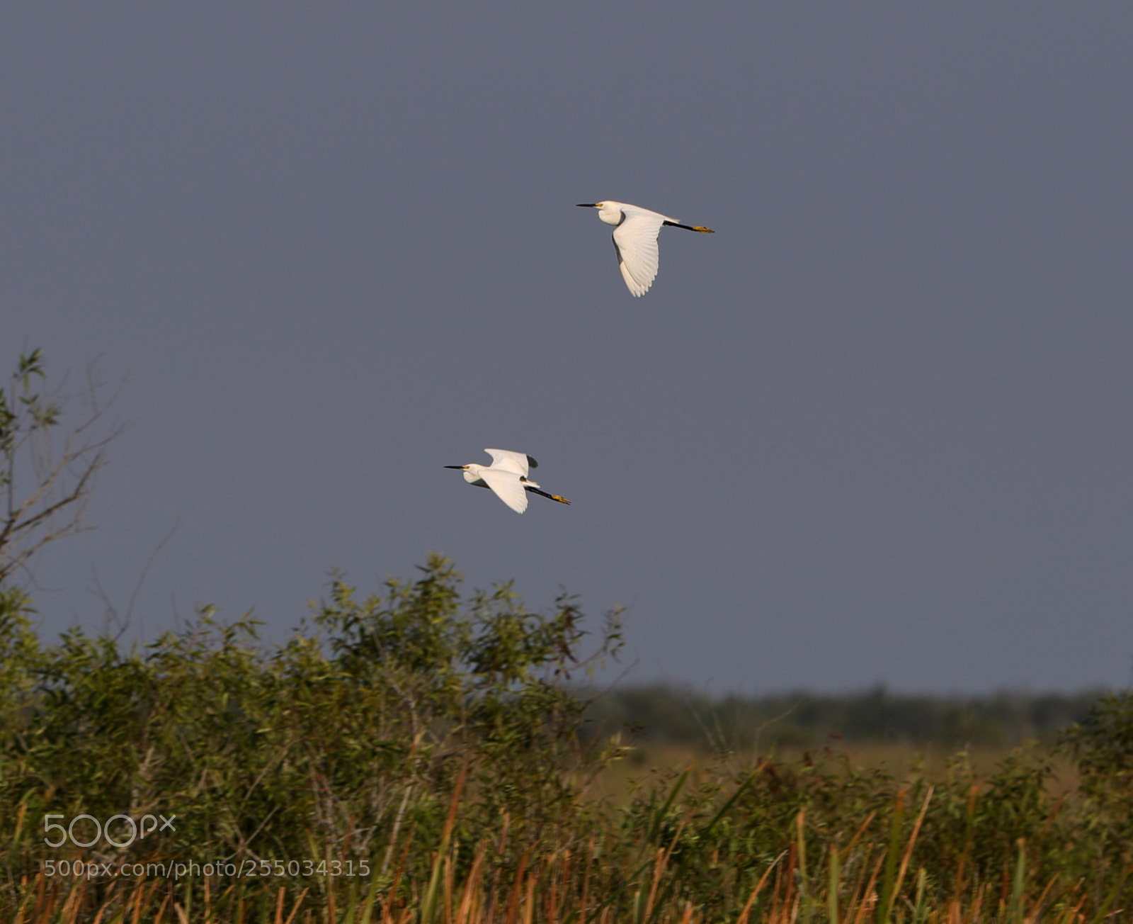 Canon EOS-1D X Mark II sample photo. 04-24-18-0014299.jpg photography