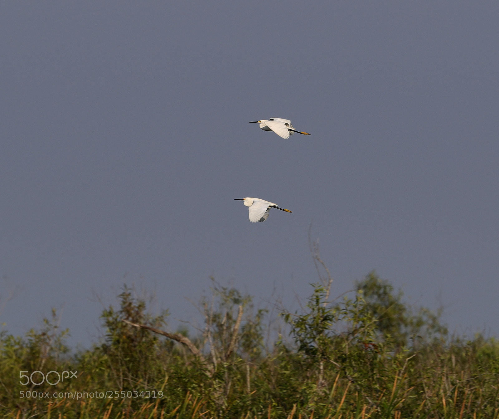 Canon EOS-1D X Mark II sample photo. 04-24-18-0014298.jpg photography