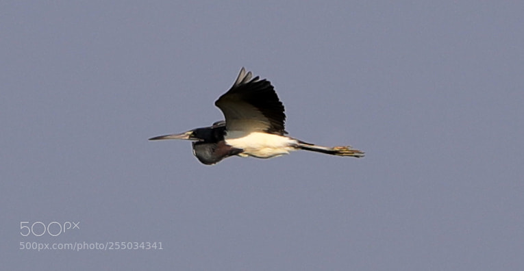 Canon EOS-1D X Mark II sample photo. 04-24-18-0014296.jpg photography