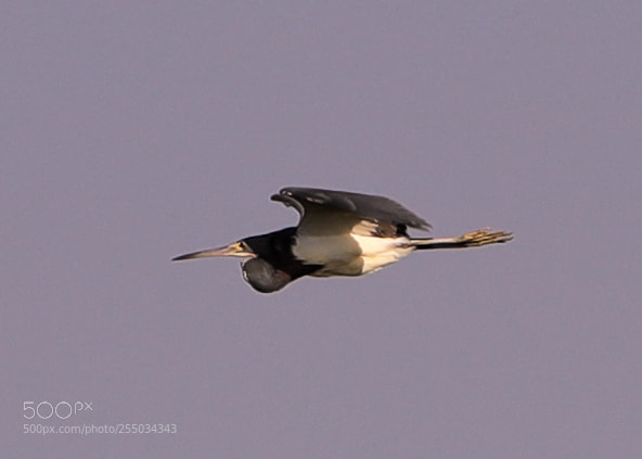 Canon EOS-1D X Mark II sample photo. 04-24-18-0014297.jpg photography