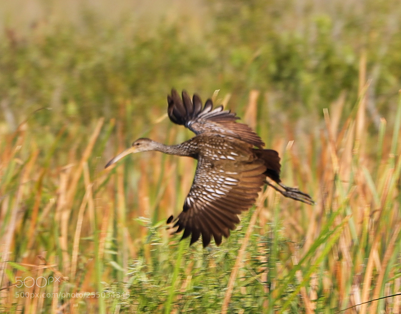 Canon EOS-1D X Mark II sample photo. 04-24-18-0014295.jpg photography