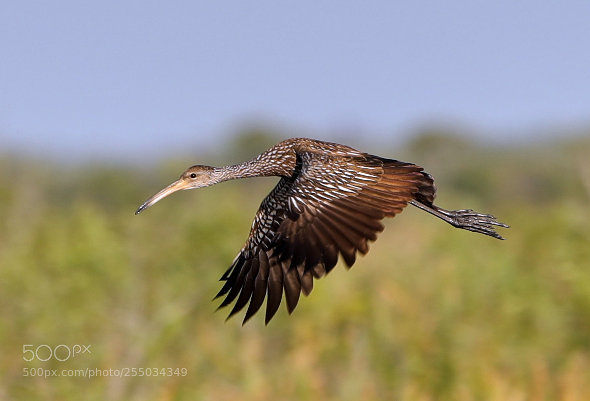 Canon EOS-1D X Mark II sample photo. 04-24-18-0014294.jpg photography