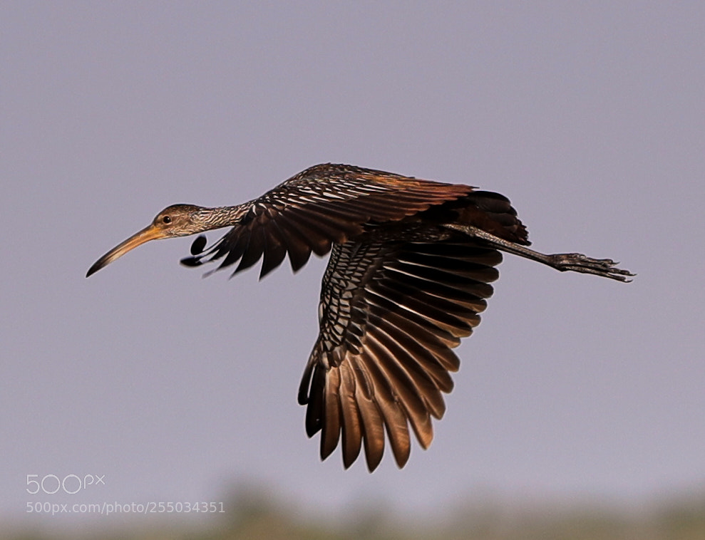 Canon EOS-1D X Mark II sample photo. 04-24-18-0014293.jpg photography