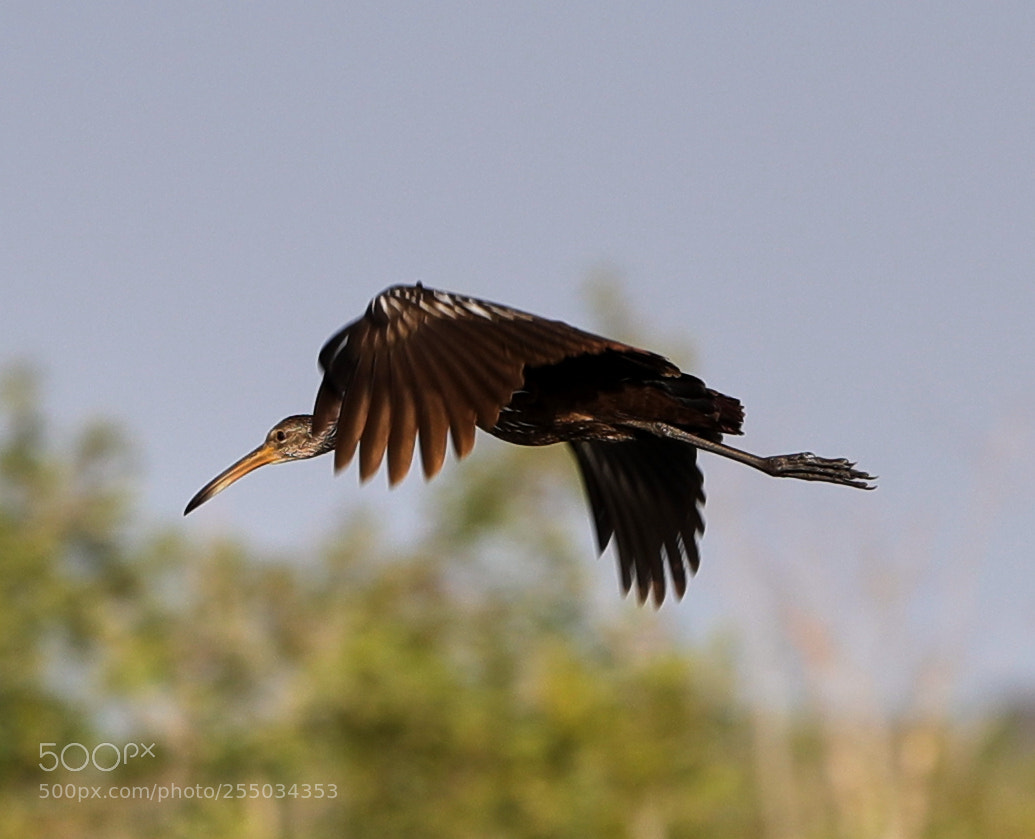 Canon EOS-1D X Mark II sample photo. 04-24-18-0014292.jpg photography