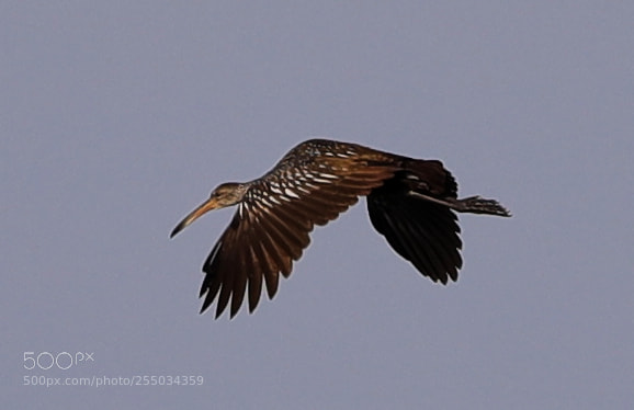 Canon EOS-1D X Mark II sample photo. 04-24-18-0014291.jpg photography