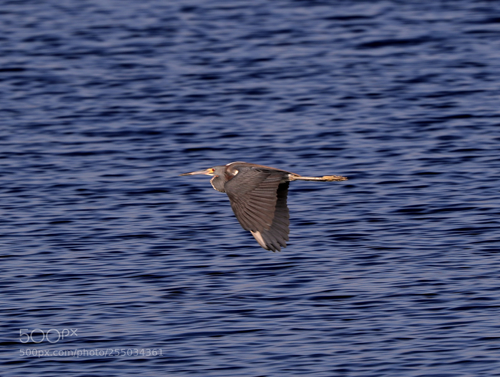 Canon EOS-1D X Mark II sample photo. 04-24-18-0014289.jpg photography