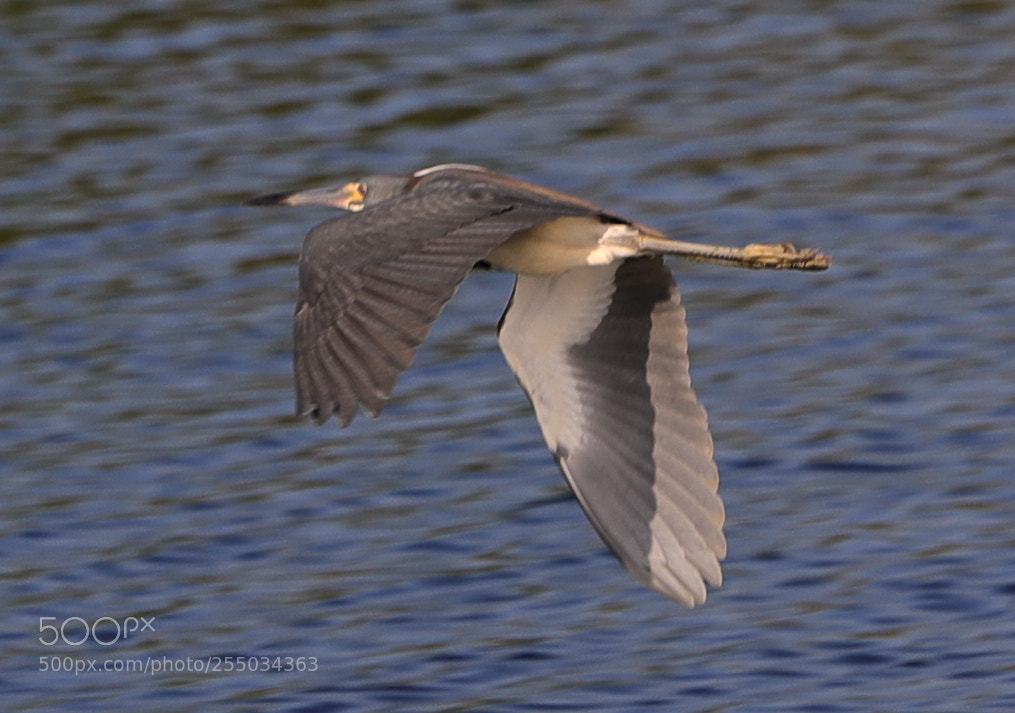 Canon EOS-1D X Mark II sample photo. 04-24-18-0014288.jpg photography