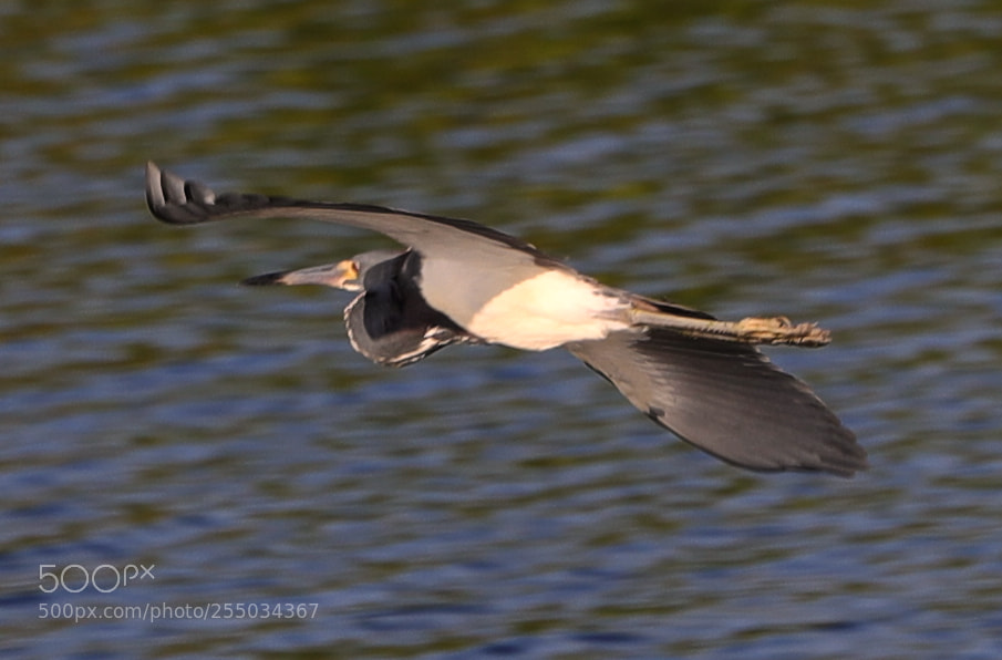 Canon EOS-1D X Mark II sample photo. 04-24-18-0014287.jpg photography