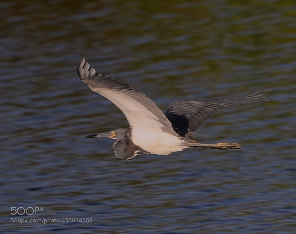 Canon EOS-1D X Mark II sample photo. 04-24-18-0014286.jpg photography