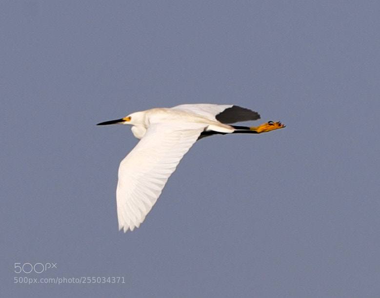 Canon EOS-1D X Mark II sample photo. 04-24-18-0014285.jpg photography