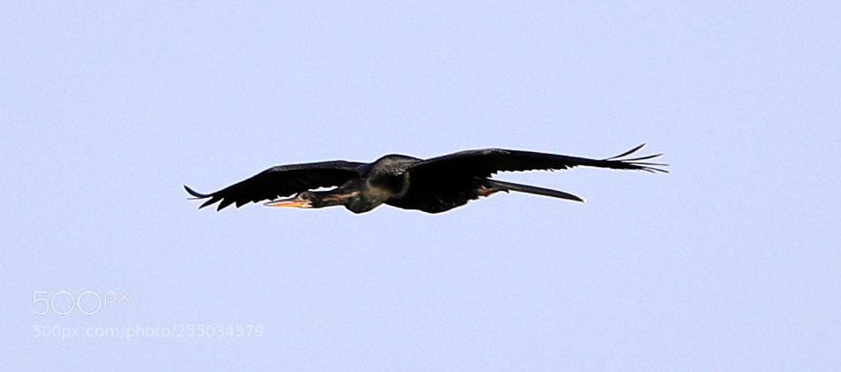 Canon EOS-1D X Mark II sample photo. 04-24-18-0014284.jpg photography