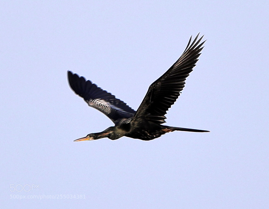 Canon EOS-1D X Mark II sample photo. 04-24-18-0014283.jpg photography