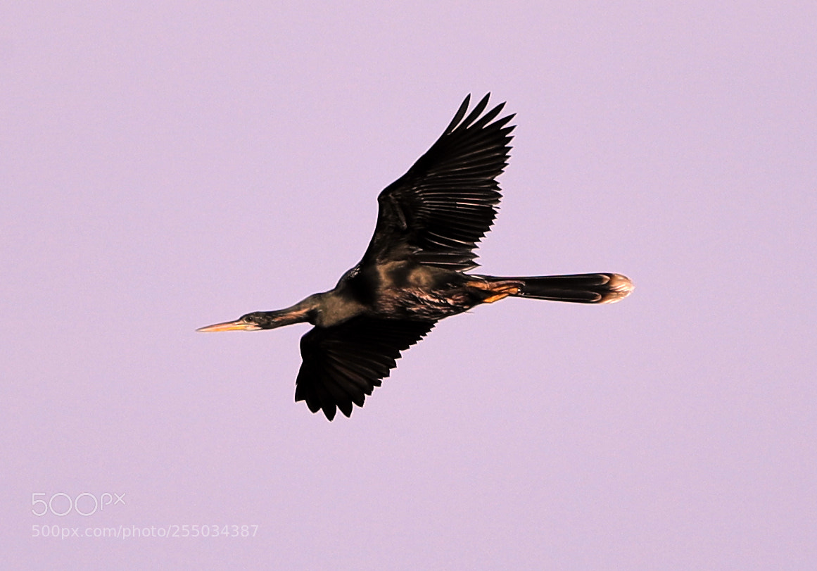 Canon EOS-1D X Mark II sample photo. 04-24-18-0014282.jpg photography