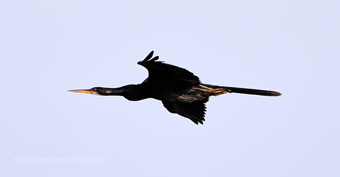 Canon EOS-1D X Mark II sample photo. 04-24-18-0014281.jpg photography