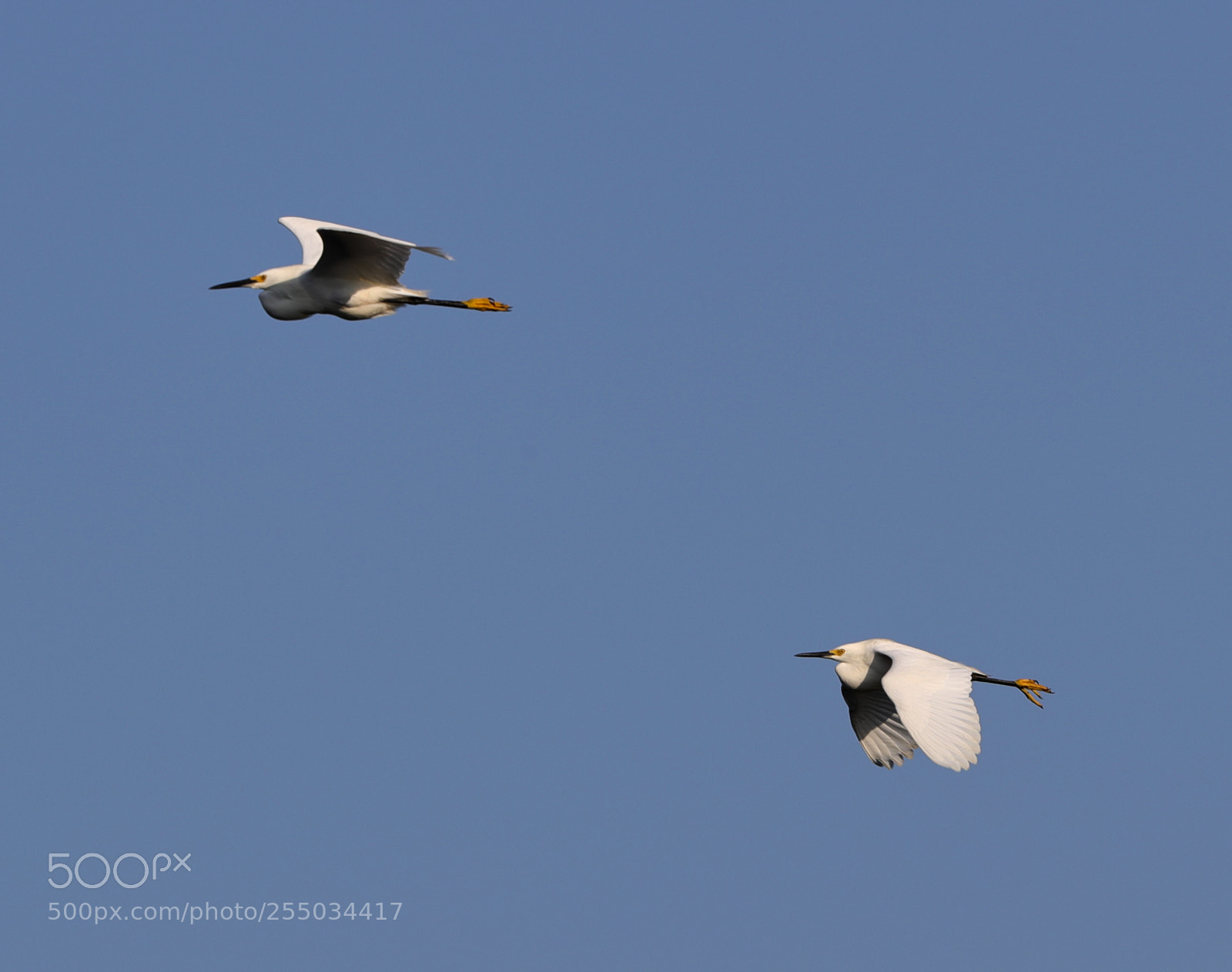 Canon EOS-1D X Mark II sample photo. 04-24-18-0014280.jpg photography