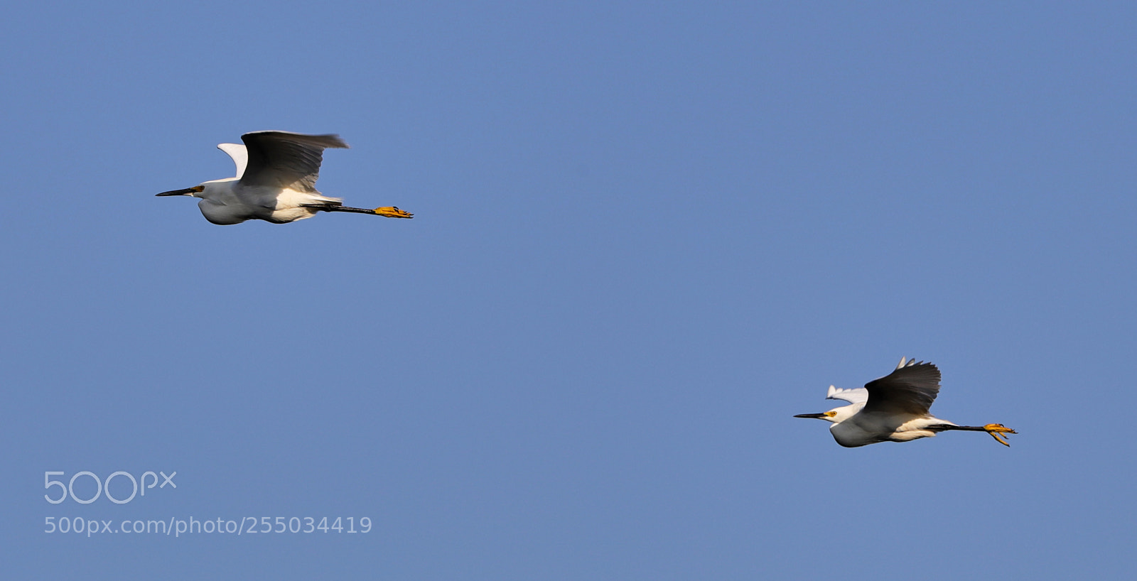 Canon EOS-1D X Mark II sample photo. 04-24-18-0014279.jpg photography