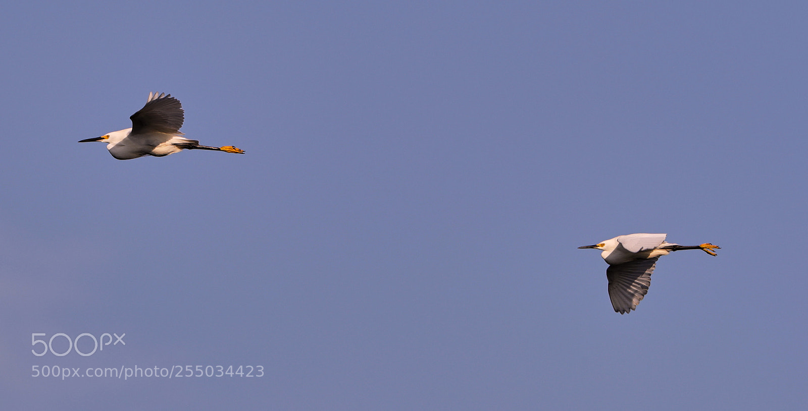 Canon EOS-1D X Mark II sample photo. 04-24-18-0014278.jpg photography