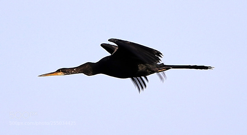 Canon EOS-1D X Mark II sample photo. 04-24-18-0014276.jpg photography