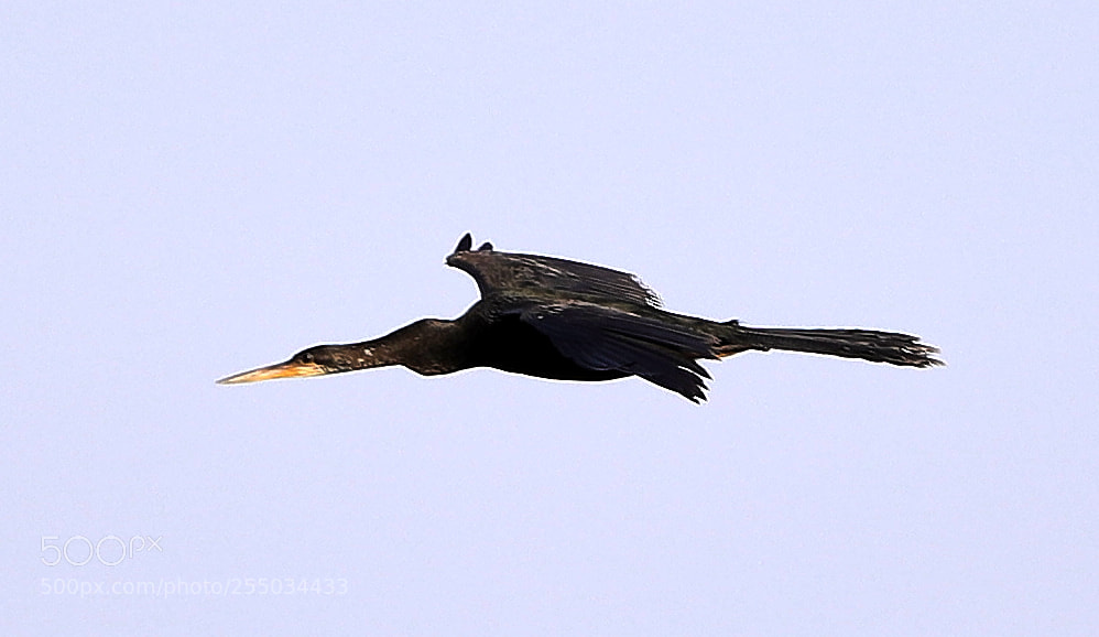 Canon EOS-1D X Mark II sample photo. 04-24-18-0014275.jpg photography