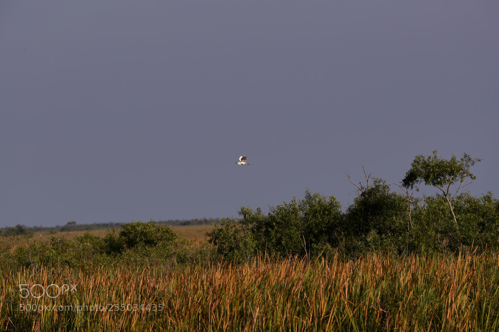 Canon EOS-1D X Mark II sample photo. 04-24-18-0014273.jpg photography