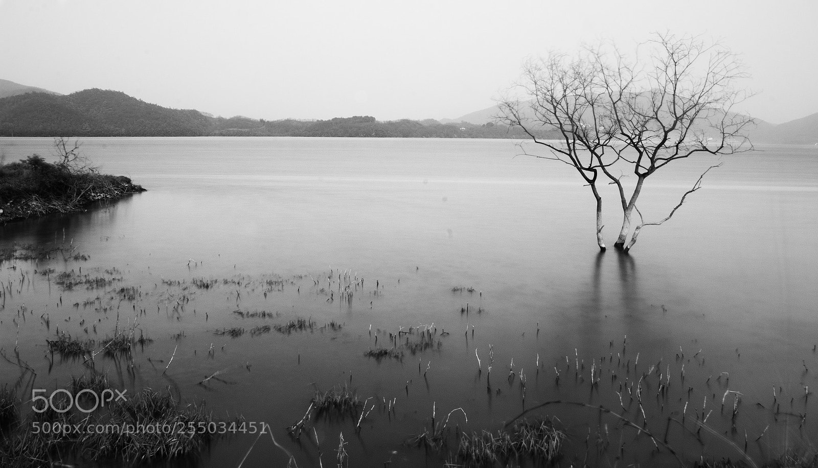Canon EOS 70D sample photo. A tree's solo photography