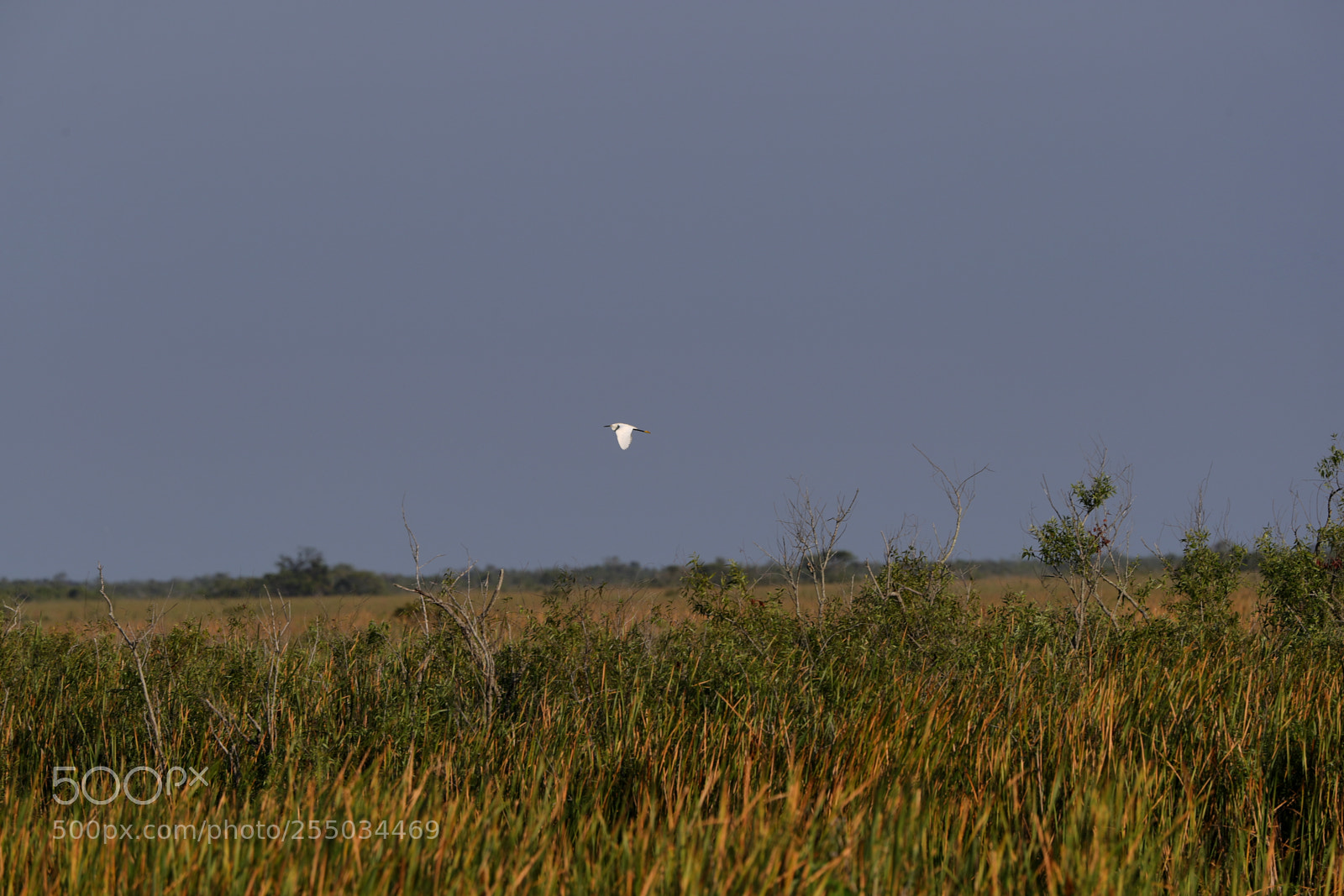 Canon EOS-1D X Mark II sample photo. 04-24-18-0014272.jpg photography