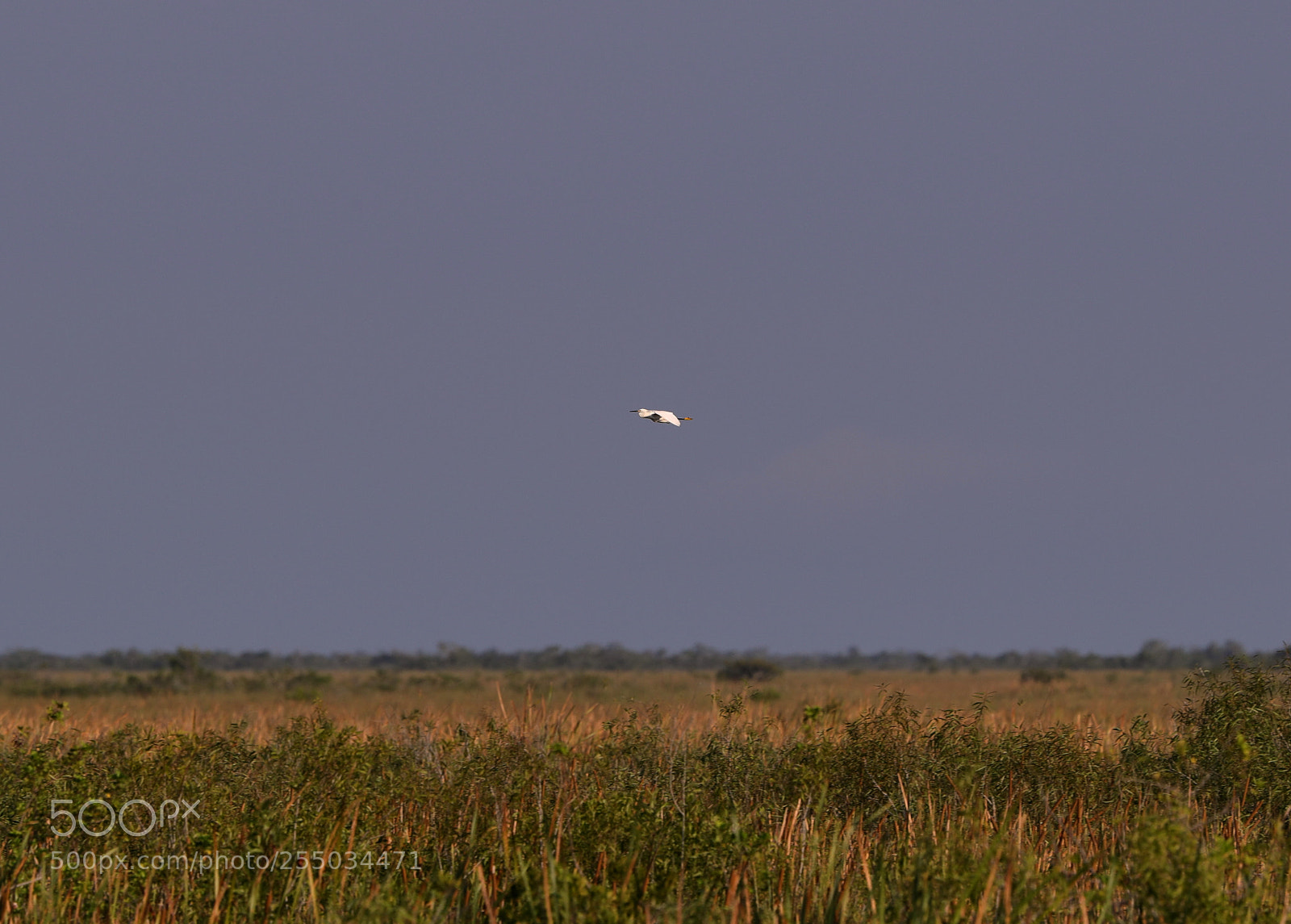 Canon EOS-1D X Mark II sample photo. 04-24-18-0014271.jpg photography