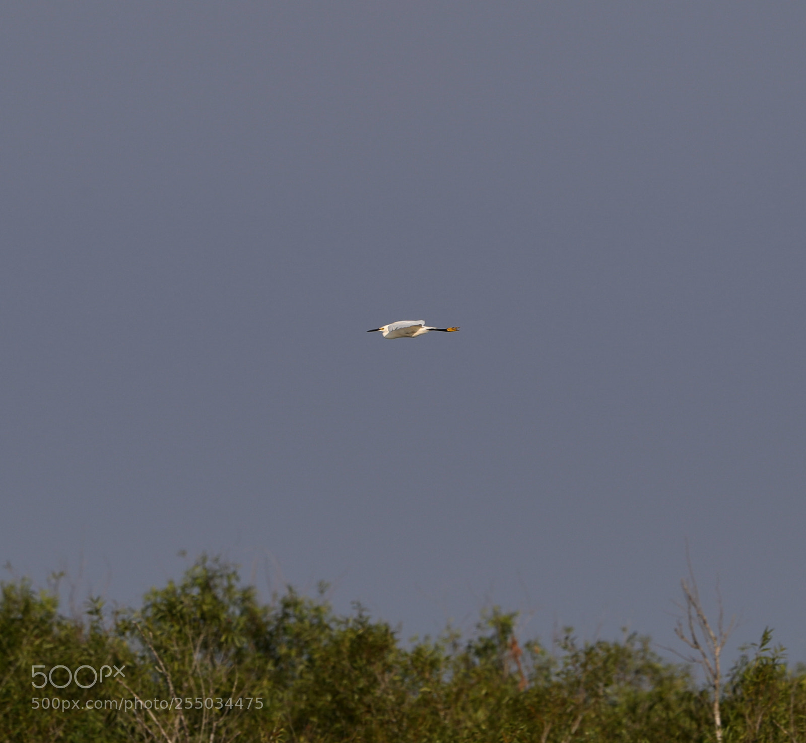 Canon EOS-1D X Mark II sample photo. 04-24-18-0014270.jpg photography