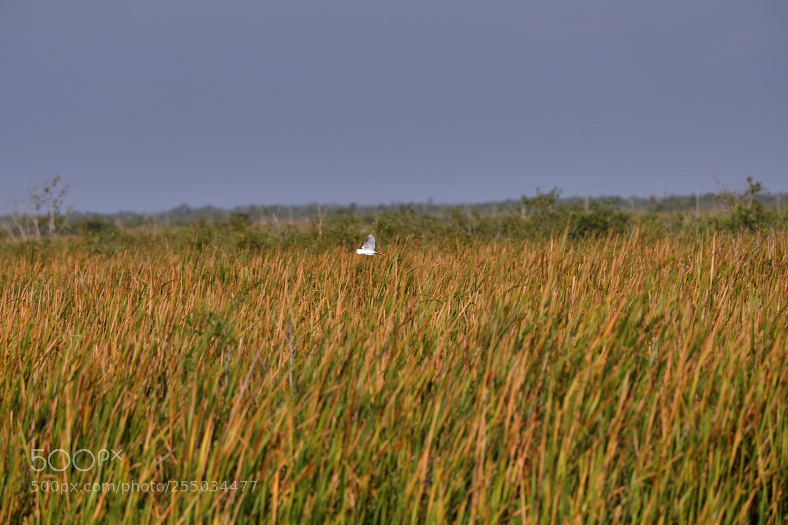 Canon EOS-1D X Mark II sample photo. 04-24-18-0014269.jpg photography