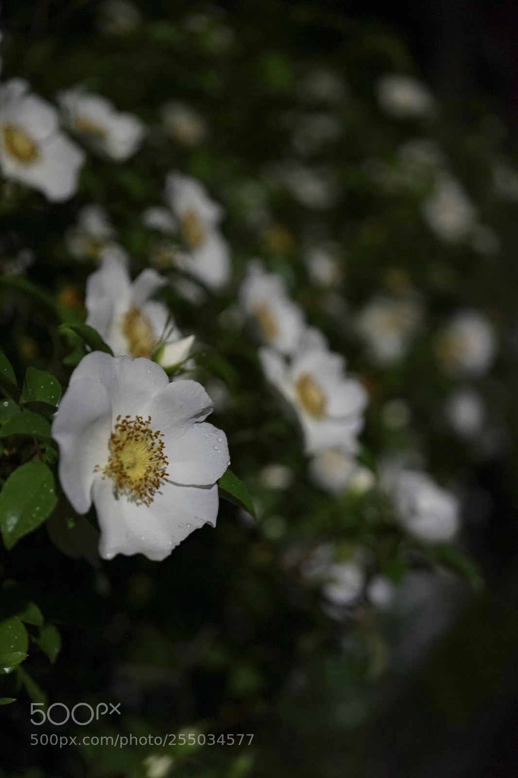 Sony a7 II sample photo. Night blooming  flower. photography