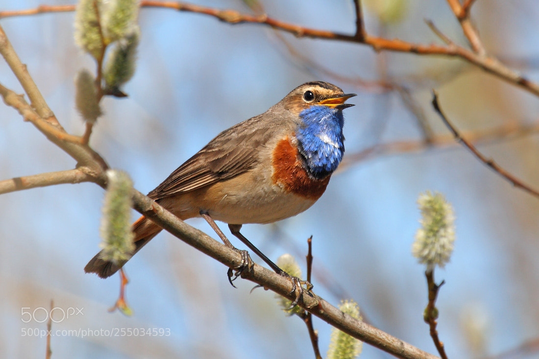 Canon EOS 400D (EOS Digital Rebel XTi / EOS Kiss Digital X) sample photo. Bluethroat photography