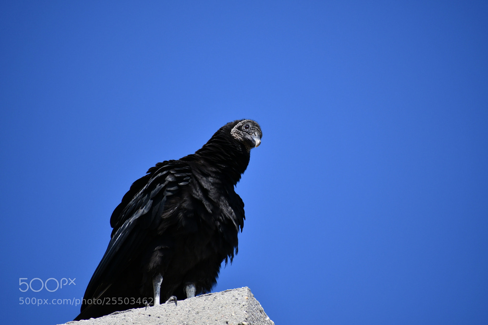 Nikon D7500 sample photo. Black turkey vulture photography