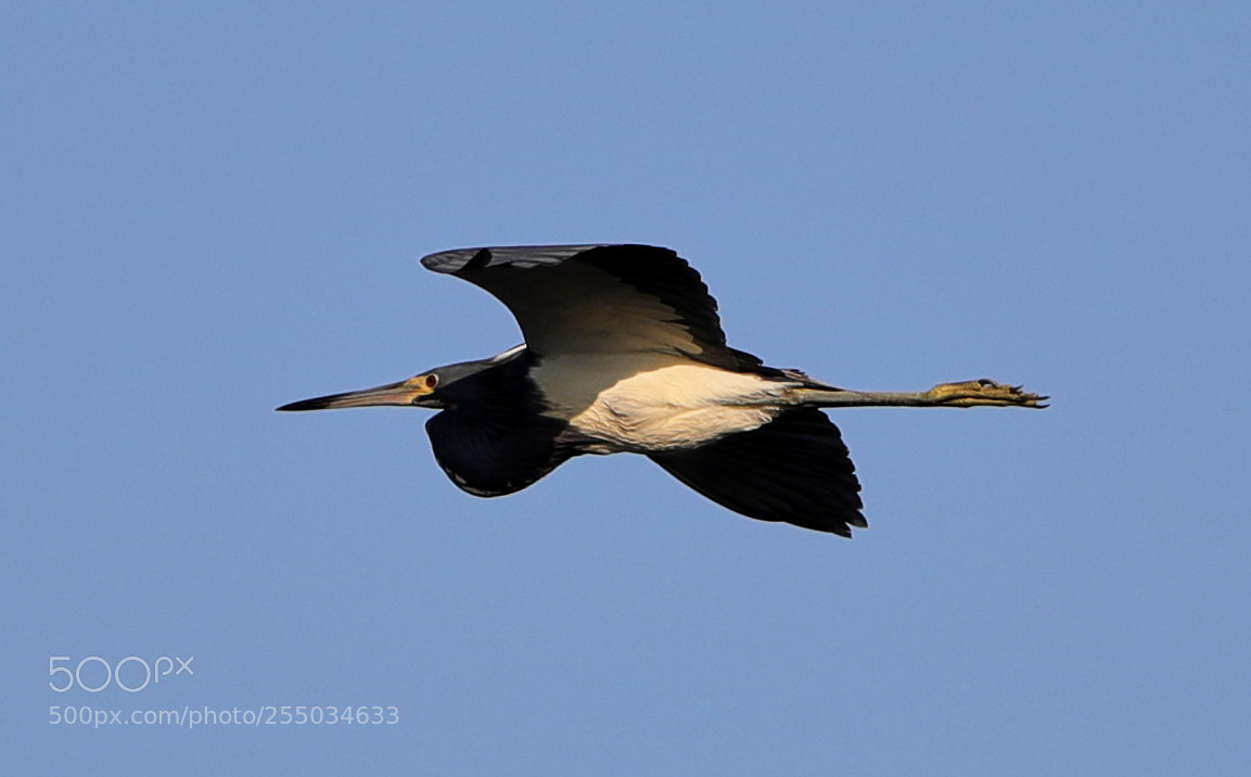 Canon EOS-1D X Mark II sample photo. 04-24-18-0014267.jpg photography