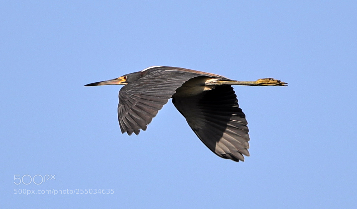 Canon EOS-1D X Mark II sample photo. 04-24-18-0014266.jpg photography