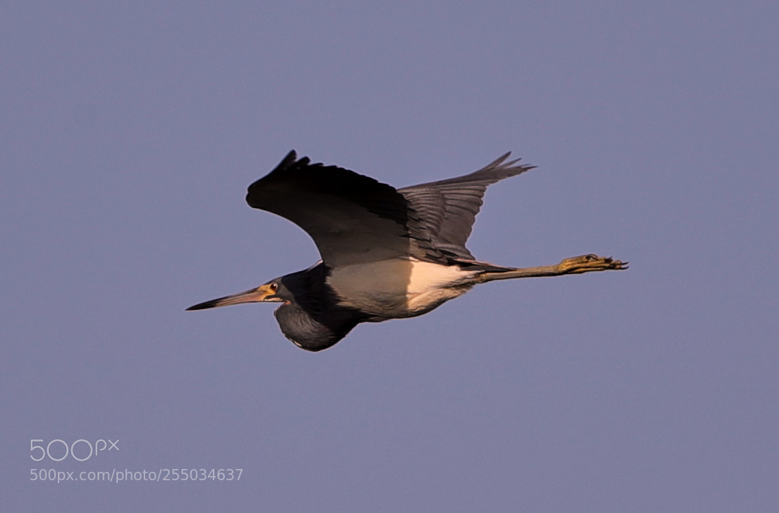 Canon EOS-1D X Mark II sample photo. 04-24-18-0014265.jpg photography
