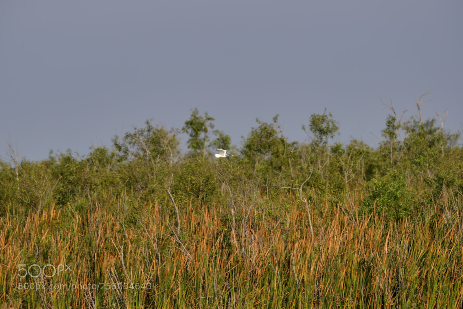 Canon EOS-1D X Mark II sample photo. 04-24-18-0014264.jpg photography