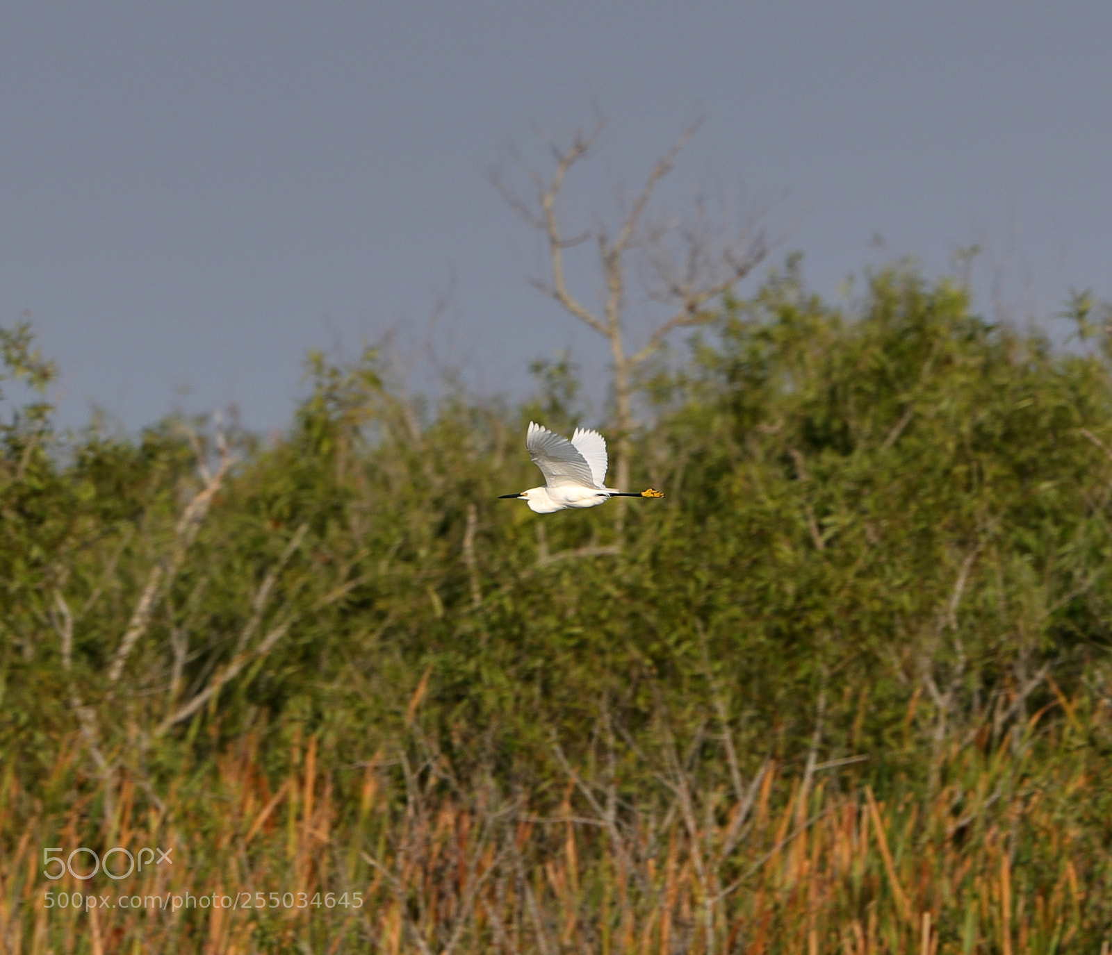 Canon EOS-1D X Mark II sample photo. 04-24-18-0014263.jpg photography